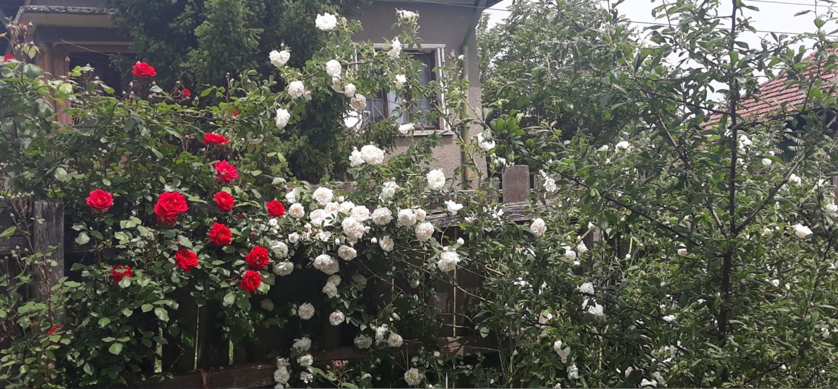 Вила Роза - село Градец, Община Видин