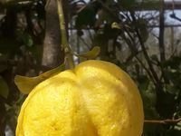 Вила под наем Lemon Tree Garden