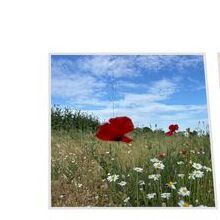 Елена Димитрова